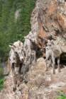Bighorn Sheep Ewe with young twins Art Print